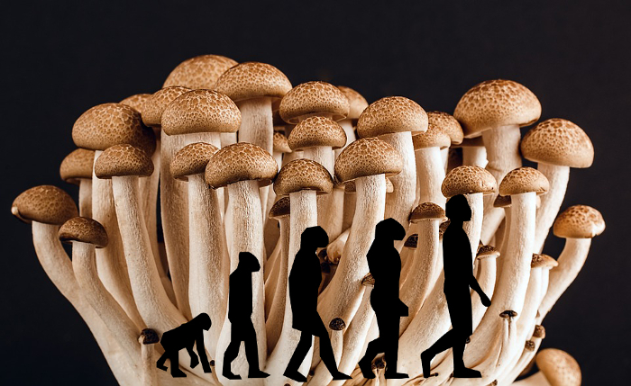 Explorando o Potencial Futuro dos Cogumelos Psilocybe cubensis