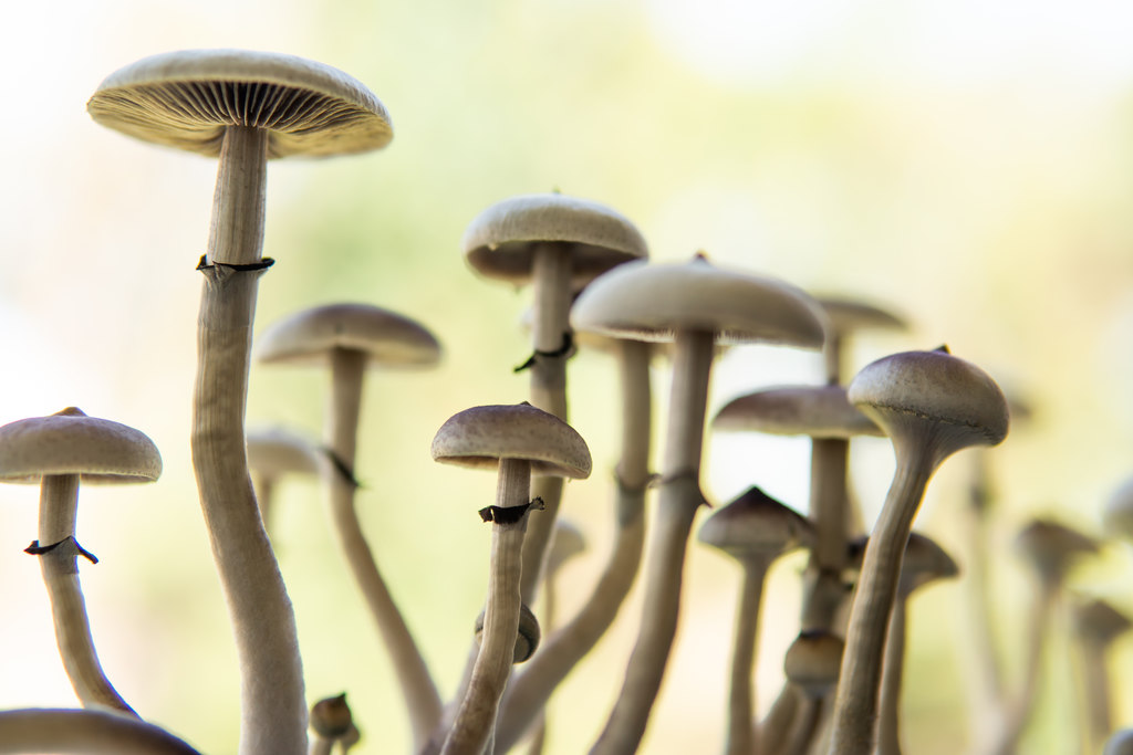 Psilocybe Cubensis: Desvendando os Segredos dos Cogumelos MĂĄgicos